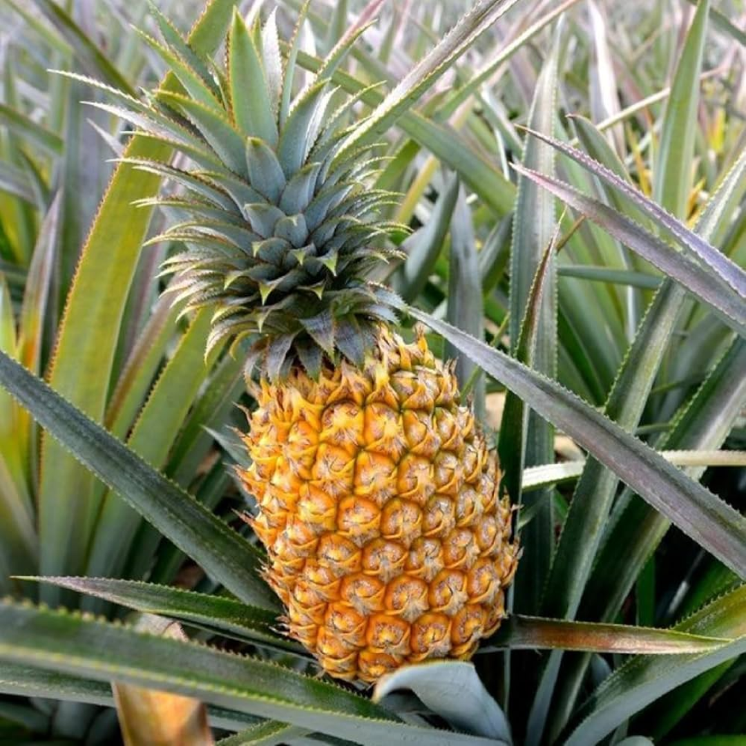Wholesale Fresh Pineapple Fruit – UAE